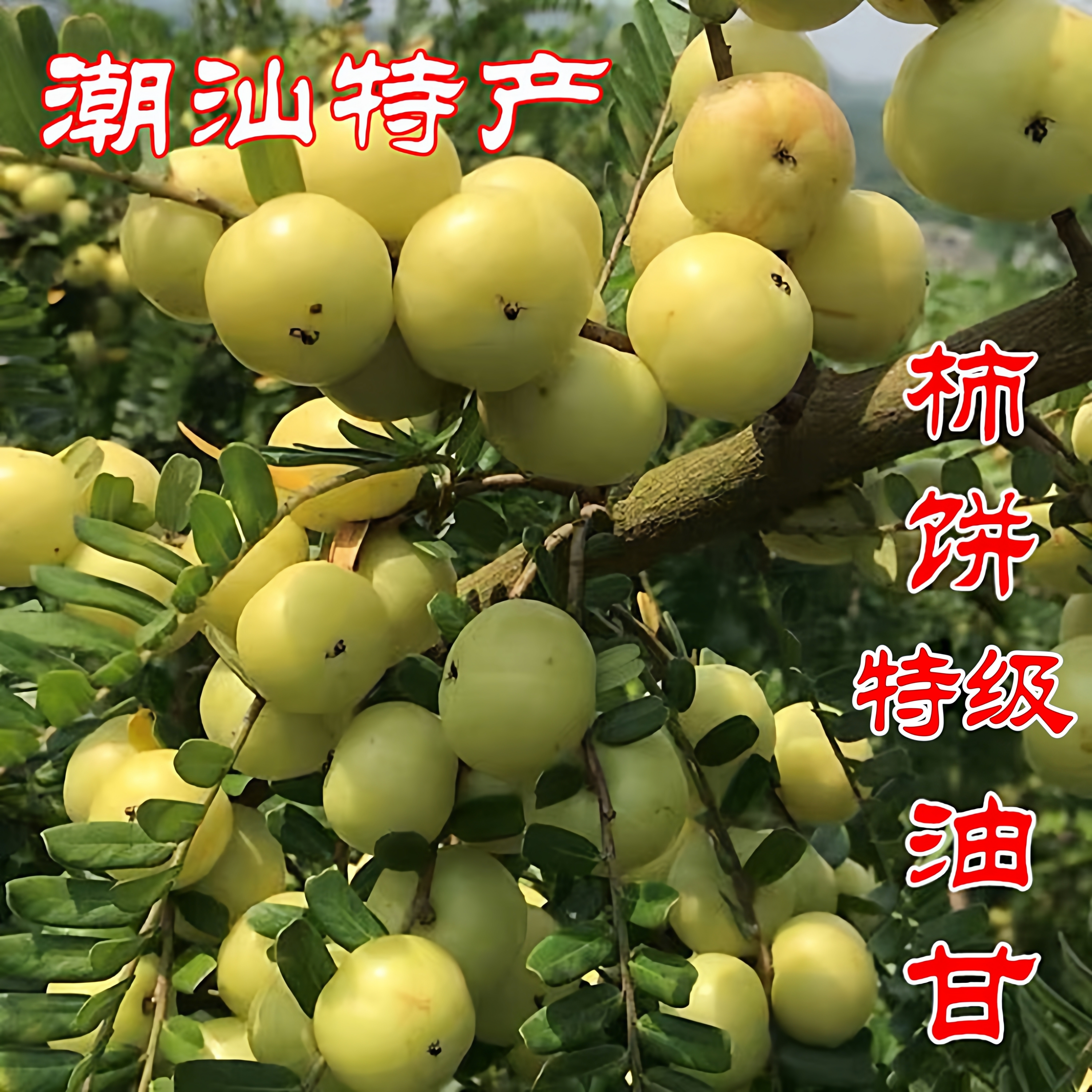新鲜柿饼甜种油甘果余甘果包邮