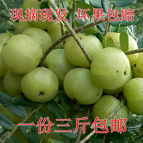 潮汕新鲜现摘油甘果三斤包邮