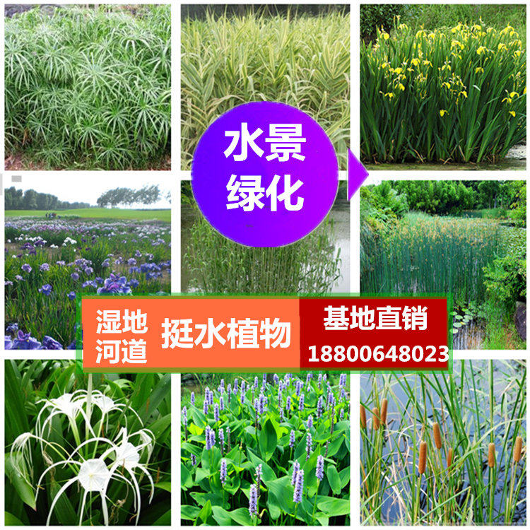黄菖蒲水生植物鸢尾再力花千屈菜香蒲芦苇花叶芦竹旱伞草污水治理
