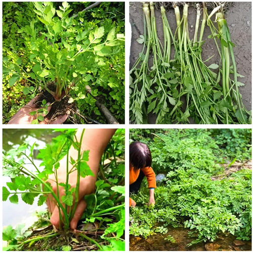 野生水芹菜苗水生蔬菜苗水生植物阳台庭院河道绿化苗木净化水质