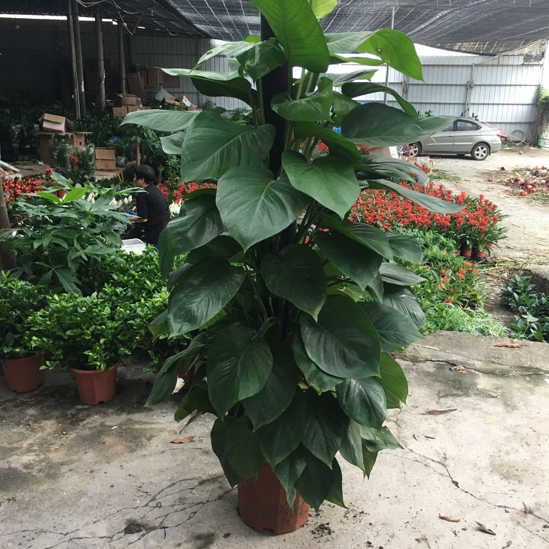 绿萝盆栽植物室内办公室吸除甲醛绿植客厅好养活长藤垂吊大叶绿箩