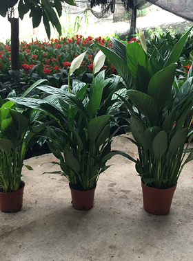 白掌一帆风顺盆栽办公室植物土培室内绿植水培花卉客厅四季好养花