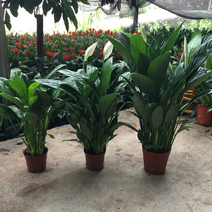 白掌一帆风顺盆栽办公室植物土培室内绿植水培花卉客厅四季好养花