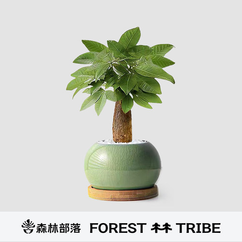 发财树桌面盆栽办公室招财绿植