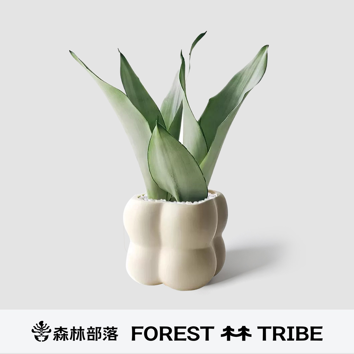 白玉虎皮兰绿植室懒人新手好养活