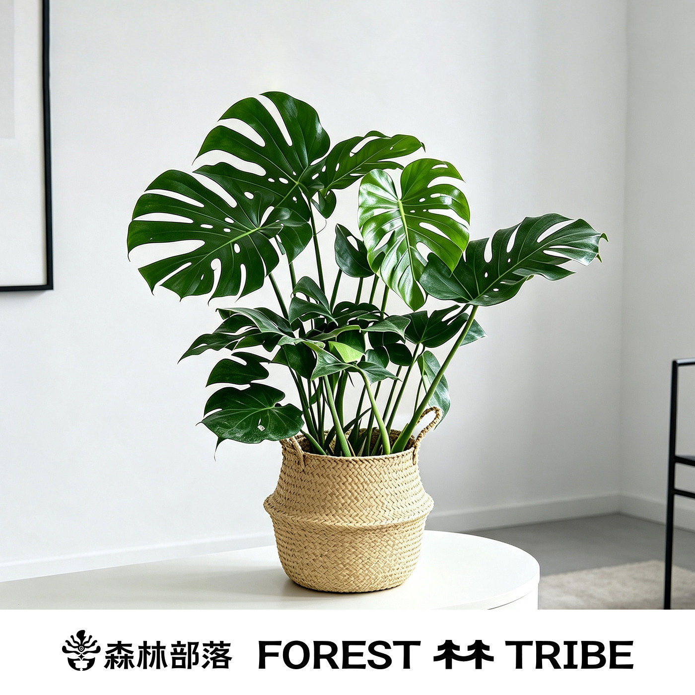 森林部落龟背竹老桩大盆栽好养图片