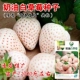 Jinbonong Cream White Strawberry/200 капсул [1 пакетик]
