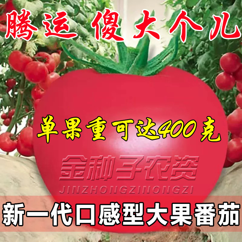 大果型番茄种子西红柿傻大个沙瓤个头大产量高软绵酸甜儿时味道好