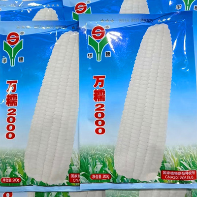 万糯2000玉米种子籽孑华穗万糯2000万糯188甜糯玉米种子河北华穗