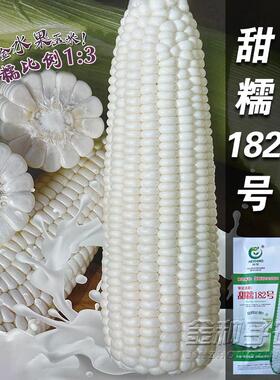 甜糯182玉米种子大棒甜加糯玉米鲜食白糯玉米种籽奶香味苞谷孑种