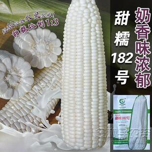 甜糯182玉米种子大棒甜加糯玉米鲜食白糯玉米种籽奶香味苞谷孑种