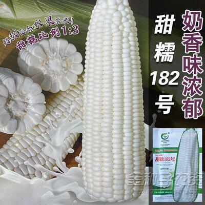 甜糯182玉米种子大棒甜加糯玉米鲜食白糯玉米种籽奶香味苞谷孑种