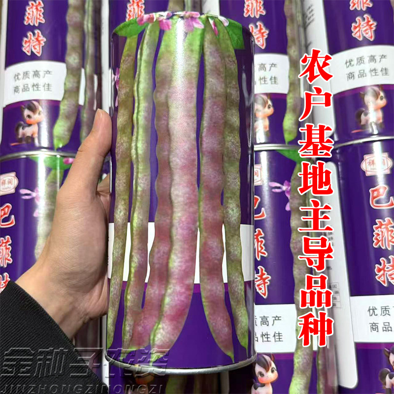 常丰巴菲特无筋四季豆种子高产