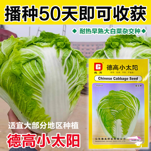 德高小太阳大白菜种子极早熟