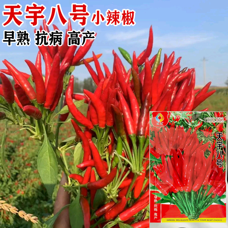 朝天椒种子超辣韩国辣椒特辣天宇尖椒食用蔬菜籽大田用四季播盆栽