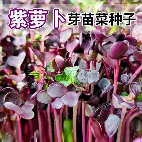 紫萝卜苗种子紫色红萝卜白萝卜水培芽苗菜种子无土栽培纸上种菜