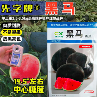 黑皮无籽西瓜种子超甜薄皮西瓜红瓤高产黑马黑皮大果西瓜水果种子