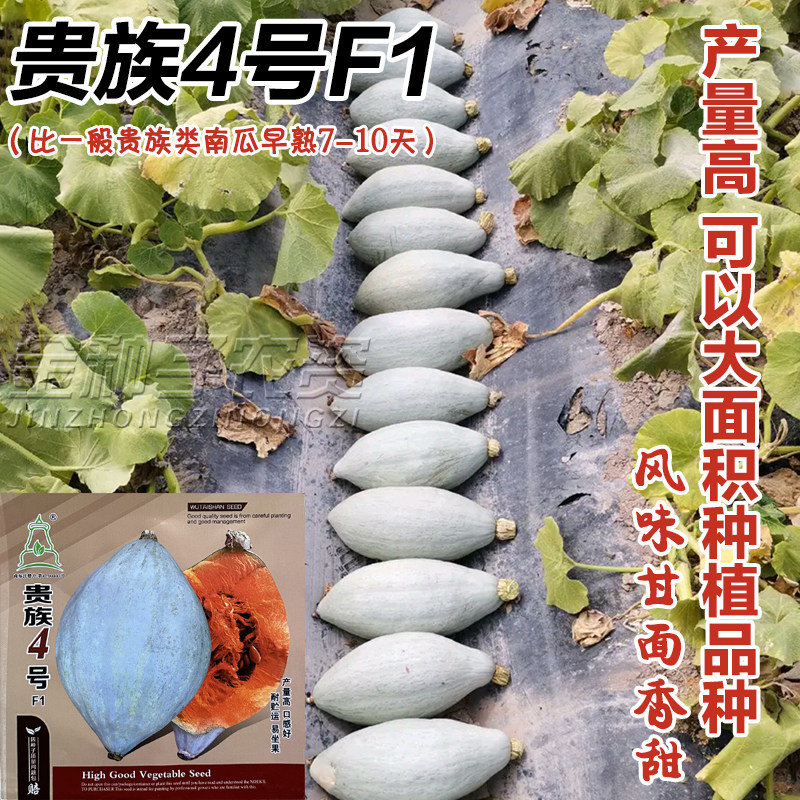 贵族南4号瓜种子冰糖蛋黄金丝栗瓜板栗味南瓜种籽丑瓜甘栗南瓜种,鲜花速递/花卉仿真/绿植园艺,家庭园艺种子,淘宝优惠券,粉丝福利购,淘宝优惠卷