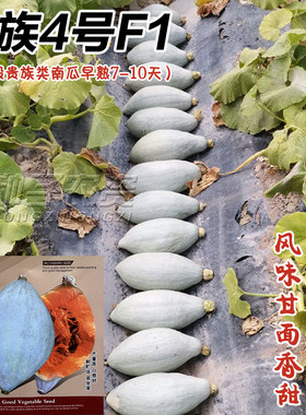 贵族南4号瓜种子冰糖蛋黄金丝栗瓜板栗味南瓜种籽丑瓜甘栗南瓜种
