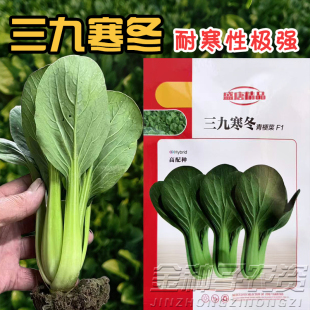 三九寒冬青梗菜种子F1高配种耐寒性强蔬菜种子冬季油菜种子油绿型