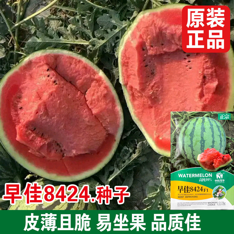 冰糖麒麟西瓜种籽黄皮西瓜种籽四季春季甜西瓜早佳8424种子孑大全