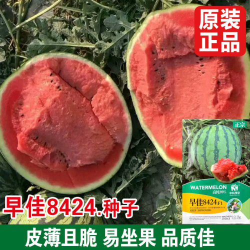 冰糖麒麟西瓜种籽黄皮西瓜种籽