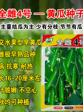 节节有瓜全雌水果黄瓜苗秧脆甜好吃强雌油亮大黄瓜种子蔬菜种子