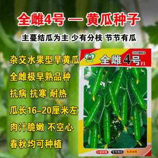 节节有瓜全雌水果黄瓜苗秧脆甜好吃强雌油亮大黄瓜种子蔬菜种子