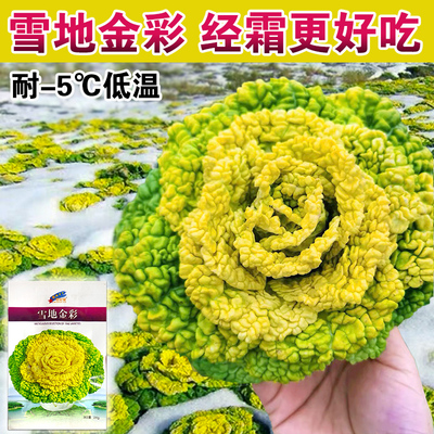 黄心乌塌菜白秋冬蔬种子