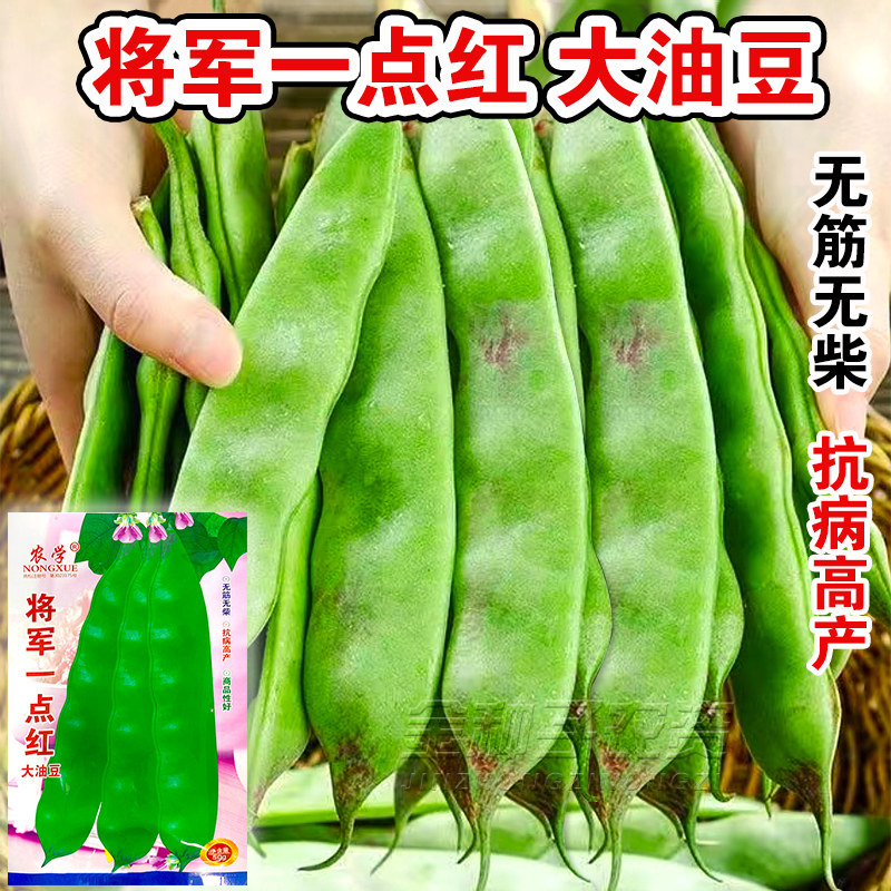 东北油豆角种籽种子一点红架豆高产油豆蔬菜孑扁豆大宽四季芸豆