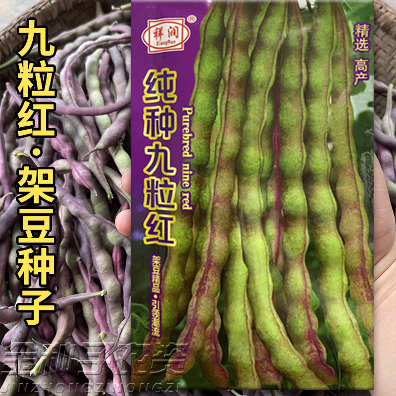 红芸豆种子高产抗病好豆角图片