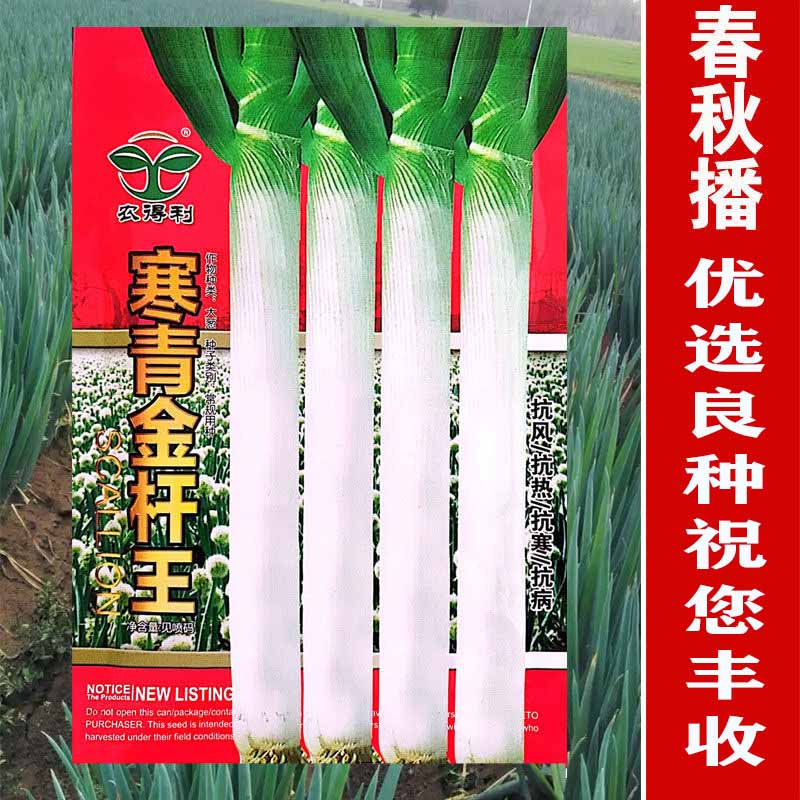 寒青金杆王大葱种子抗热抗寒