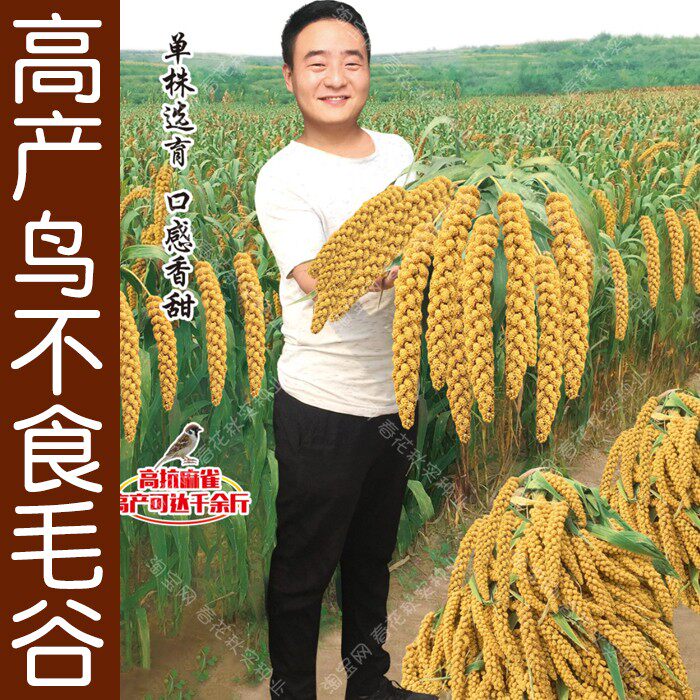 鸟不食毛谷种子 高产香甜谷子小米籽春夏季播 煮粥粘香口感香甜孑