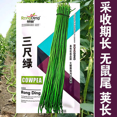 三尺绿豇豆种子结荚率高