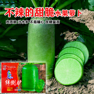 冀高大青脆水果萝卜种子 板叶卫青萝卜沙窝萝卜脆嫩多汁蔬菜种子