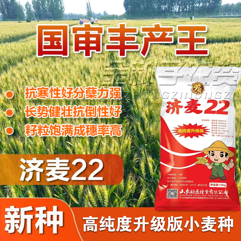 济麦22小麦种子高产抗倒大穗