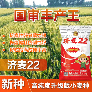 济麦22小麦种子高产山东农科院育矮秆抗倒大穗原种优质冬小麦种子