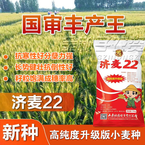 济麦22小麦种子高产抗倒大穗