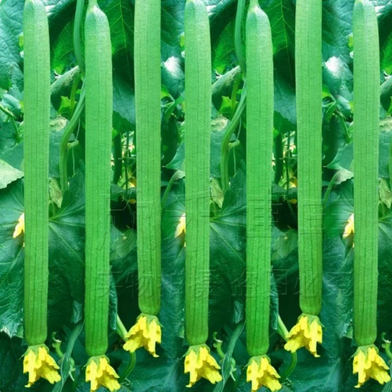 长线丝瓜种子种苗春季秋季顺直早熟高产耐热爬藤特长肉丝瓜种籽孑,鲜花速递/花卉仿真/绿植园艺,种苗/半成品盆栽,淘宝优惠券,粉丝福利购,淘宝优惠卷
