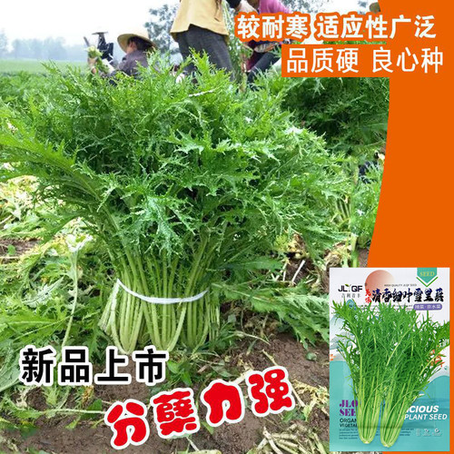 雪里红菜籽种子细叶蔬菜农家秋季