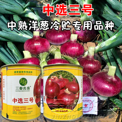 冷库储存首选品种中领中选三号