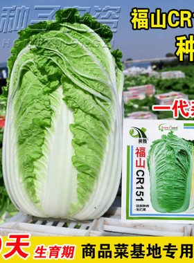 CR151大白菜种子高抗三大病害耐抽苔耐根肿病基地用籽黄心大白菜