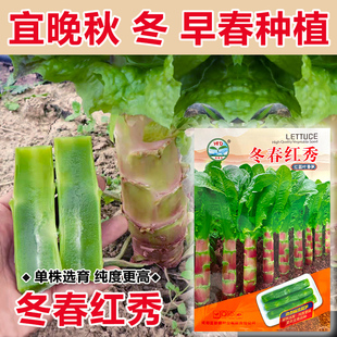 大棒红圆叶莴笋种子四季菜种菜苗窝笋菜籽秋冬蔬菜耐寒青笋子