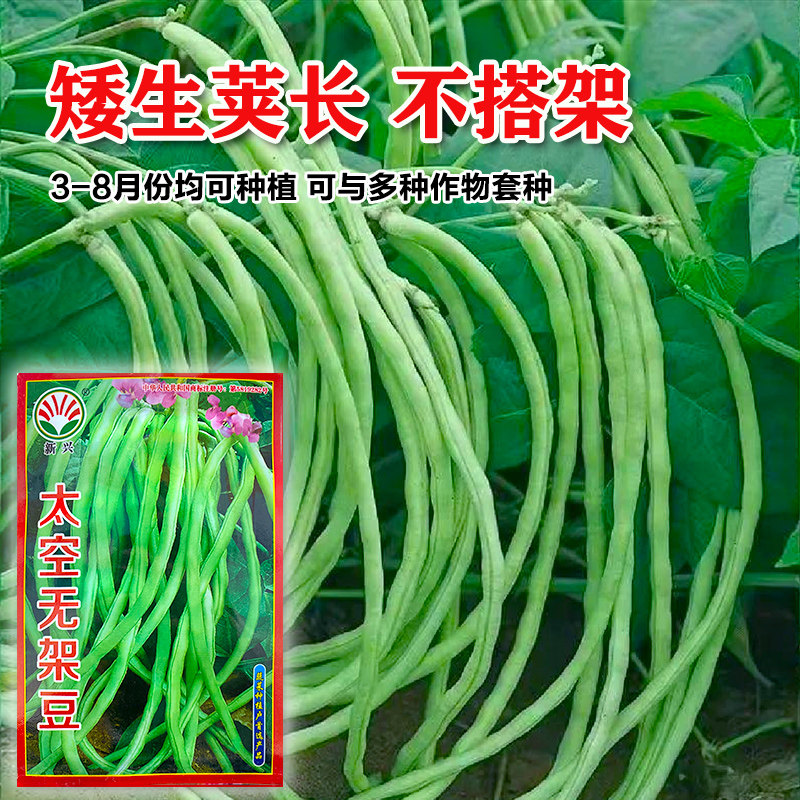 美国无架豆特长阳台庭院盆栽种子图片