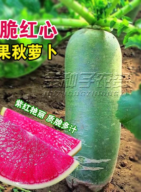 穿心红绿皮红肉萝卜种子比梨甜红心水果萝卜甜脆多汁秋播蔬菜种子