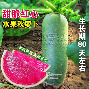 穿心红绿皮红肉萝卜种子比梨甜红心水果萝卜甜脆多汁秋播蔬菜种子