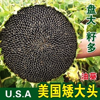 Американская короткая голова [для прессования масла] 20 г, около 350 таблеток оптом