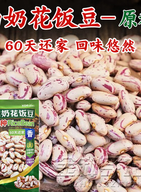 奶白花饭豆种子新籽不搭架
