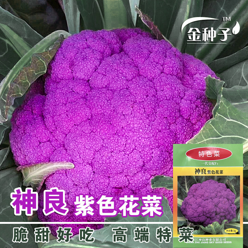 紫色花椰菜种子紫花菜种籽紫色菜花西蓝花露天基地春秋种蔬菜种籽
