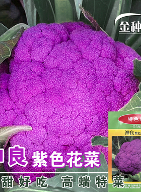 紫色花椰菜种子紫花菜种籽紫色菜花西蓝花露天基地春秋种蔬菜种籽